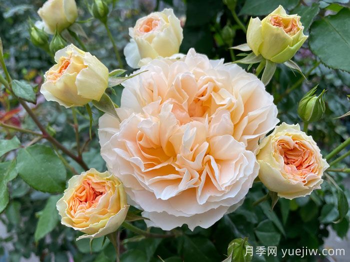 微芒月季(图2)
