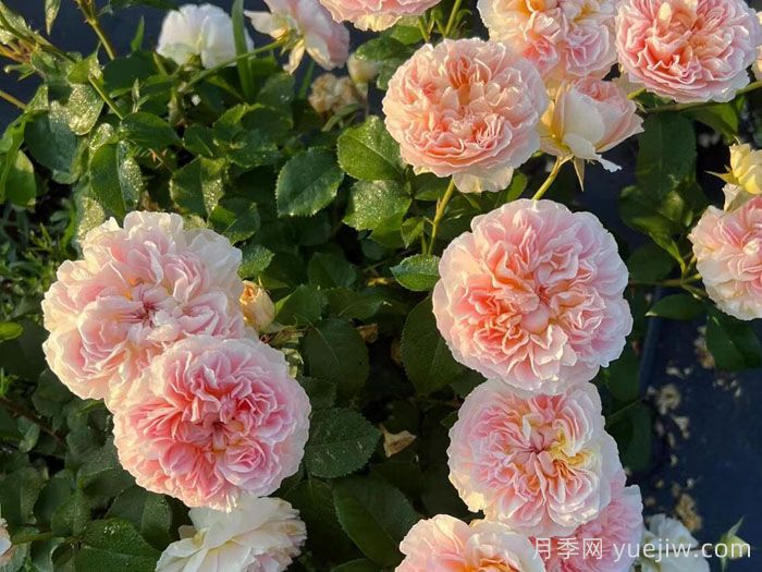 微芒月季(图4)