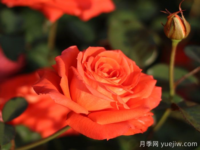 橘洲月季(图2)