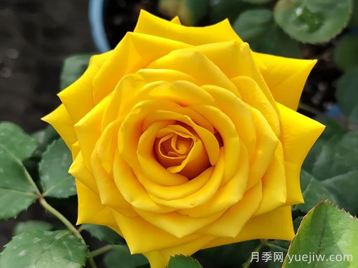苏格兰黄油月季(图1)