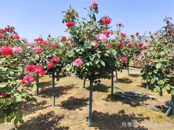 上海龙凤419绿化月季苗采购经验分享(图2)