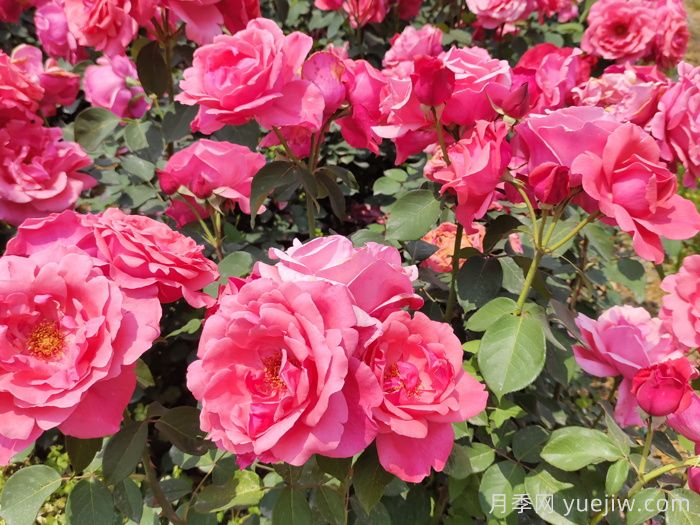 濮阳市花，月季里的濮阳底蕴(图1)