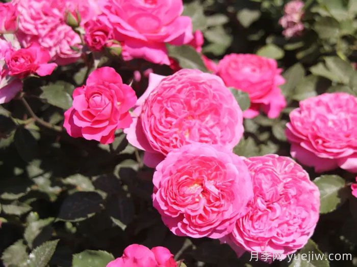 新时代月季(图1)