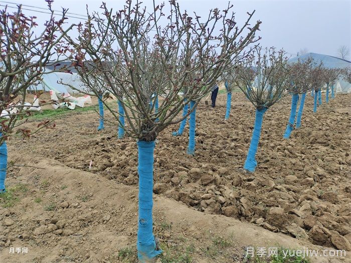 冬季几月份对月季花进行修剪？(图1)