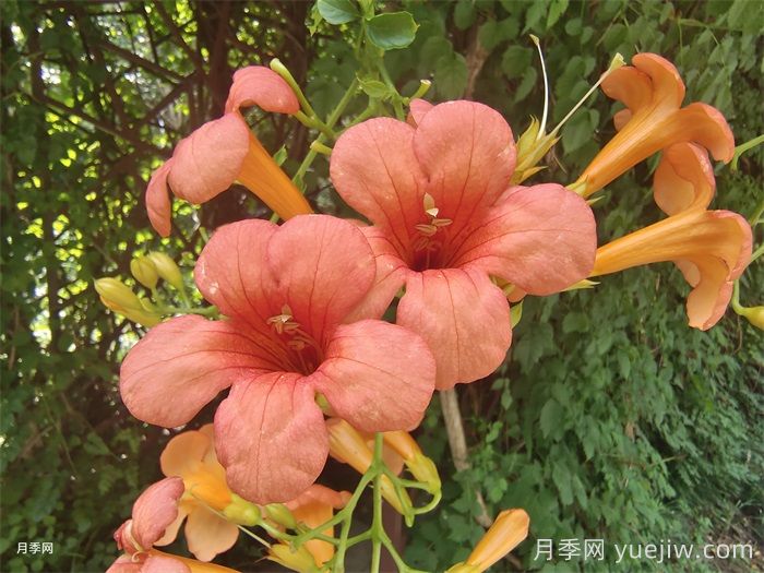 植物科普：凌霄花(图1)