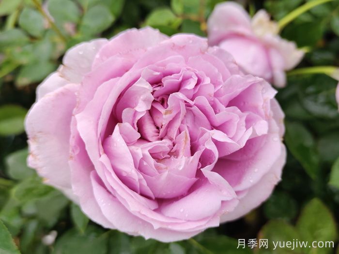 十种常见勤花的庭院月季，颜值高又耐开(图3)