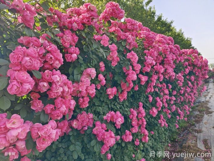 推荐10种疯长藤本月季，快速养出花墙(图1)