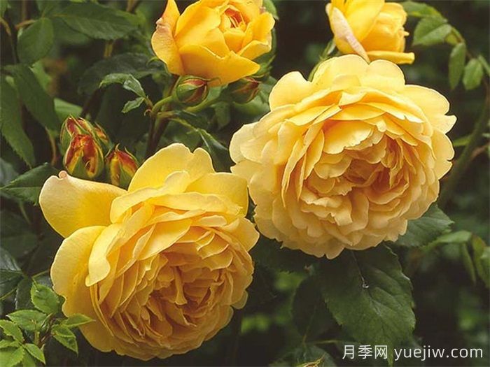 推荐10种疯长藤本月季，快速养出花墙(图8)