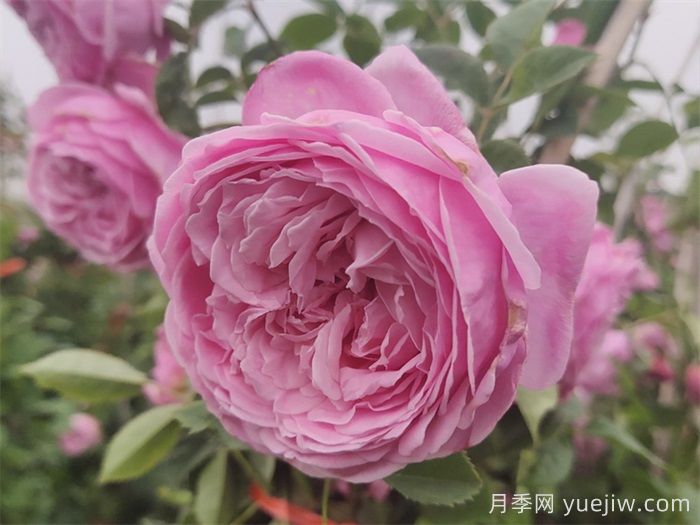 推荐10种疯长藤本月季，快速养出花墙(图5)