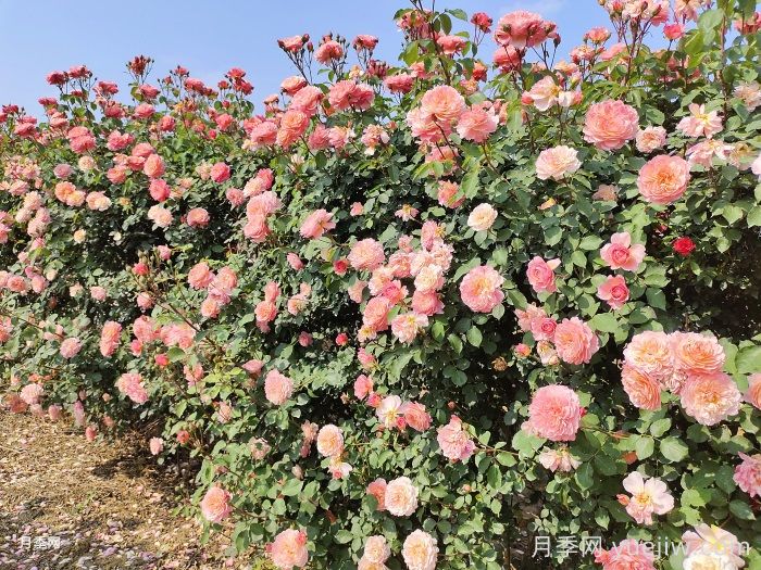 多季开花的藤本月季品种有哪些？(图1)