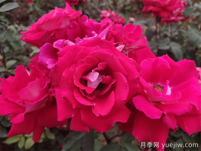 大花月季花的修剪基本原则(图1)