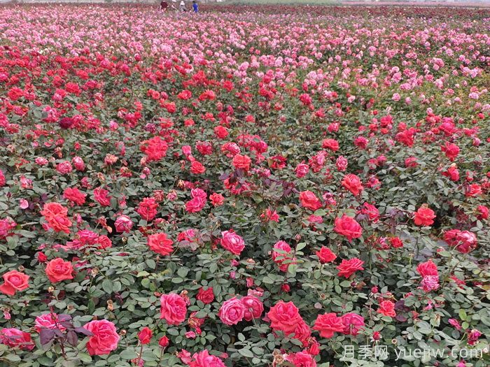 月季花的栽培技术和病虫害防治(图2)
