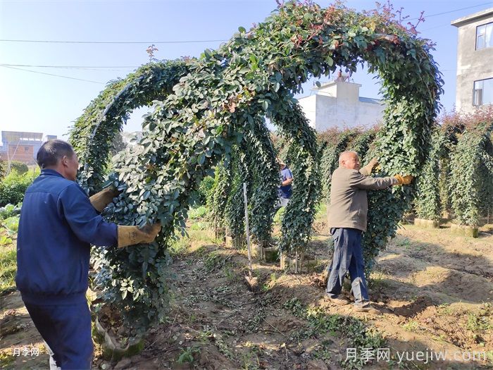 什么时间是月季苗木栽植的***佳季节？(图2)