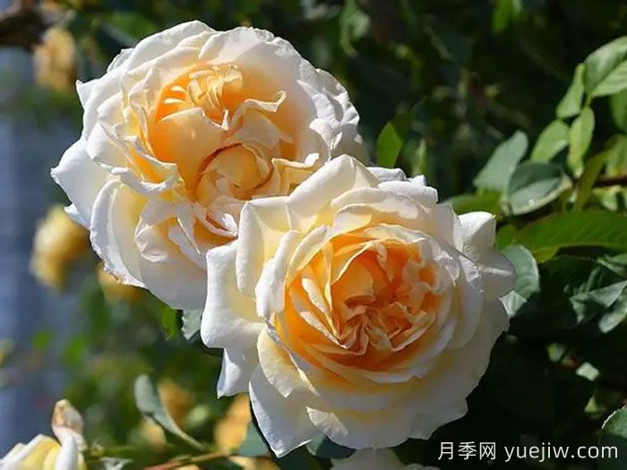敦煌月季(图3)