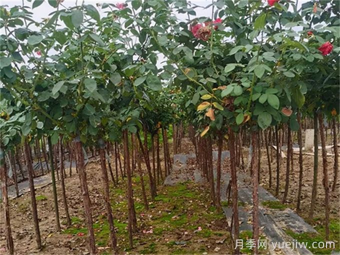 树状月季移栽***佳时间是什么时候？(图2)