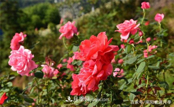 花瓣少的低维护月季到底有哪些优点？(图1)