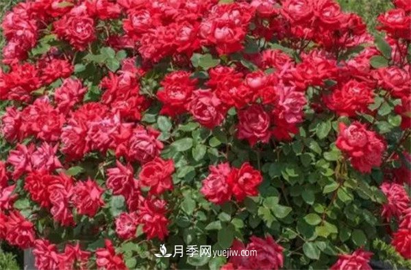 花瓣少的低维护月季到底有哪些优点？(图3)