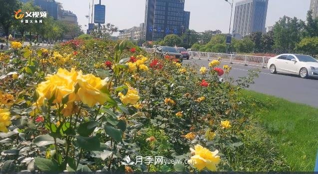 浙江义乌：一路花开城市景 百万月季开满城(图1)