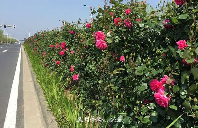 养植月季花更重要的是要注意修剪(图1)