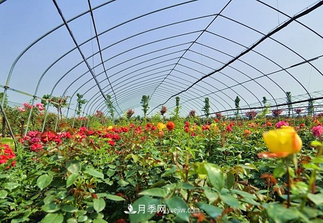 地被植物与园林地被植物的区别(图1)