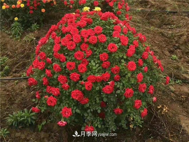 80cm月季花球批发(图1)