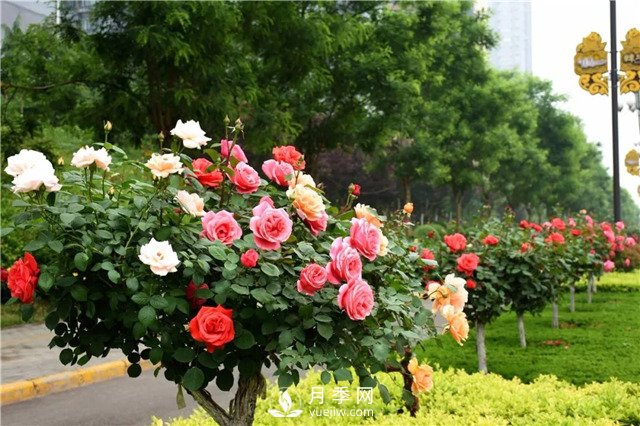 月季花怎么样修剪，月季花如何修剪***好(图1)