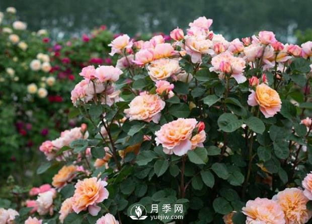 9个漂亮的花园藤本月季推荐(图2)