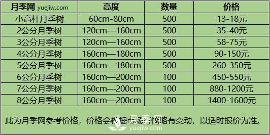 3-4公分月季树报价，3-4公分高杆月季报价！(图3)