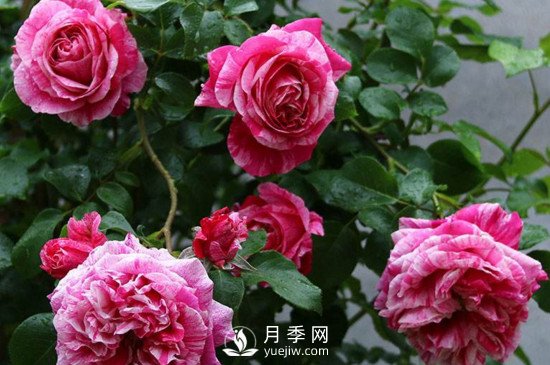 月季如何修剪和促进发笋芽？上海龙凤419告诉你(图1)