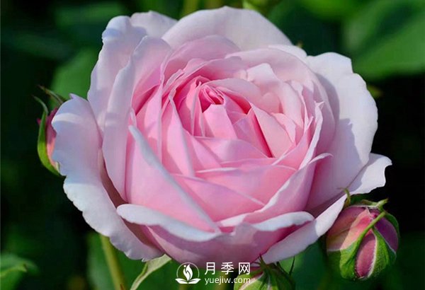 月季施肥有哪些注意事项？上海龙凤419告诉你(图1)