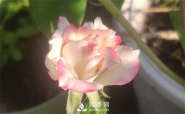 树状月季花的盆栽养殖方法(图3)