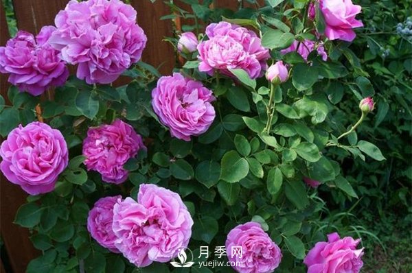 月季花花苞有绿色小虫怎么办？(图1)