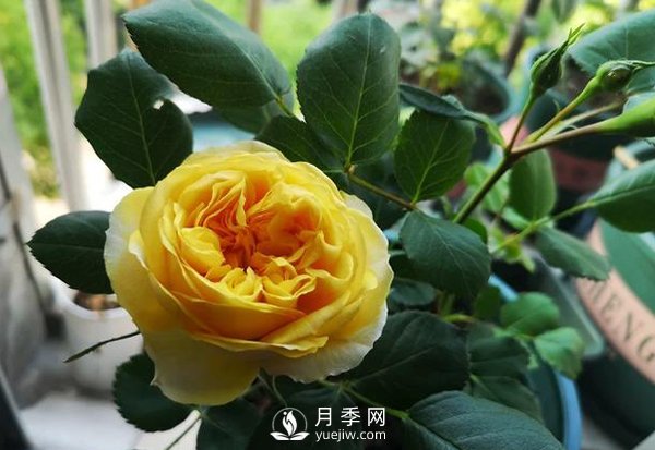 月季四年苗需要多大的花盆？(图1)