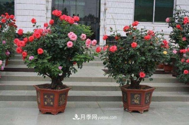 月季花姿色多样！学习催花技巧，一年四季都开花(图1)