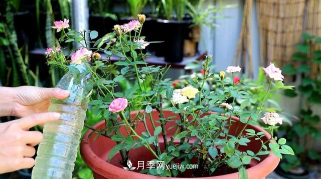 月季花姿色多样！学习催花技巧，一年四季都开花(图5)