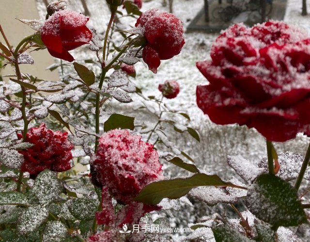 冬季的月季，花瓣铺满雪，似白糖，舔一口甜蜜蜜(图1)