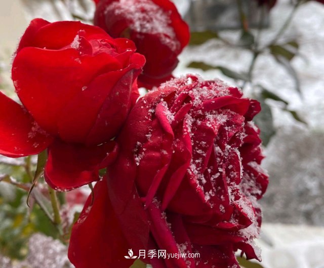 冬季的月季，花瓣铺满雪，似白糖，舔一口甜蜜蜜(图2)