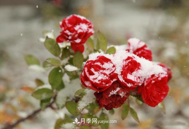 被雪中的月季花所震撼，傲然开放，芳香依旧！(图1)