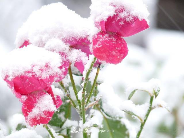 被雪中的月季花所震撼，傲然开放，芳香依旧！(图2)