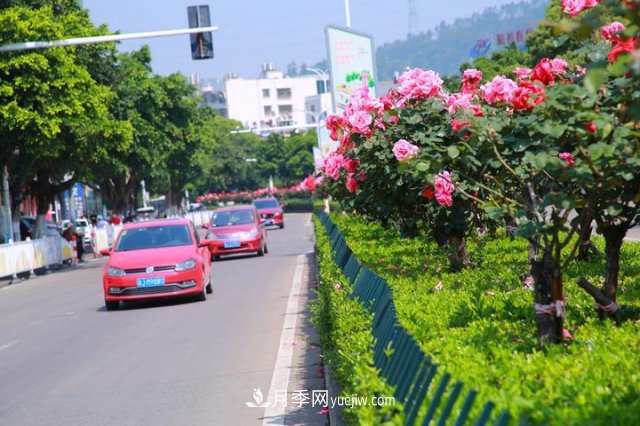 浙江玉环：绿化月季盛开 扮靓城市美景(图1)