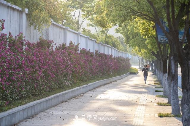 浙江德清：月季花墙扮靓城市(图1)