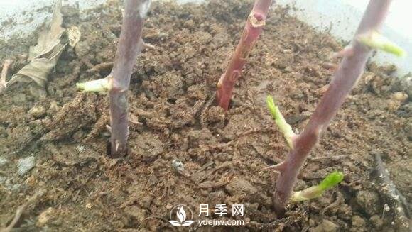 月季花的种植方法和好处(图2)