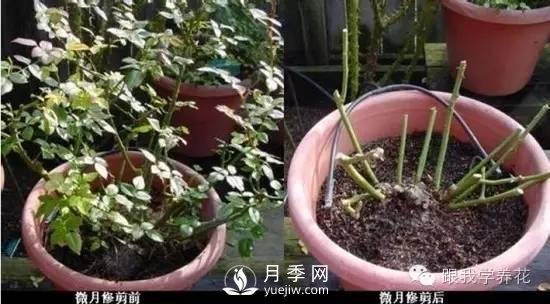 月季花的种植方法和日常养护管理(图6)