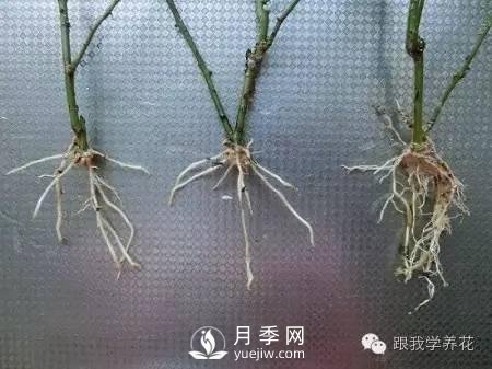 月季花的种植方法和日常养护管理(图7)