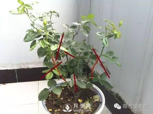 月季花的种植方法和日常养护管理(图5)