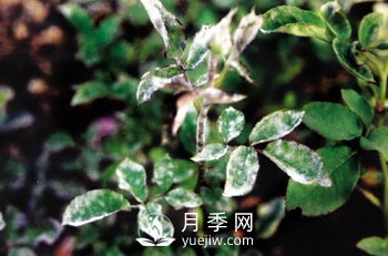 如何防治月季花出现白粉病(图1)