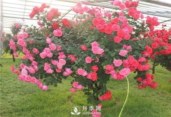 月季树高贵典雅、花型花色多样(图1)