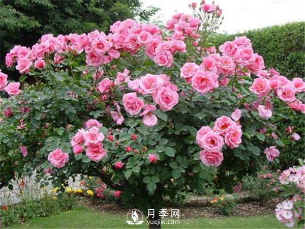 月季树高贵典雅、花型花色多样(图2)