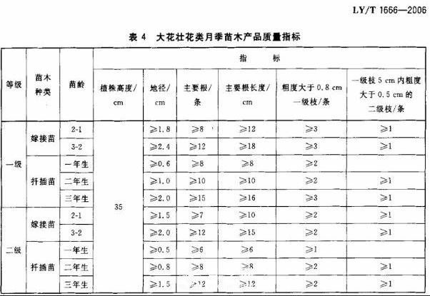 月季苗的质量行业标准(图1)