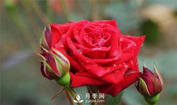 家庭水培月季花的方法(图1)